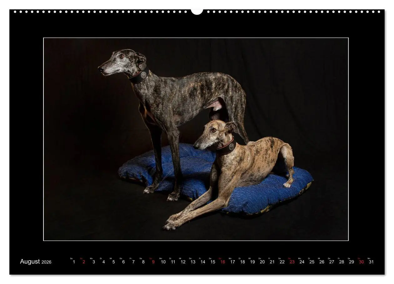 Bild: 9783457675120 | Windhunde - Schnelle Schönheiten (hochwertiger Premium Wandkalender...