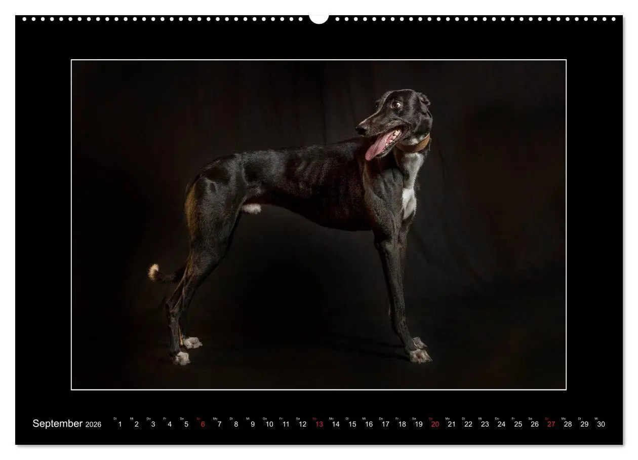Bild: 9783457675120 | Windhunde - Schnelle Schönheiten (hochwertiger Premium Wandkalender...