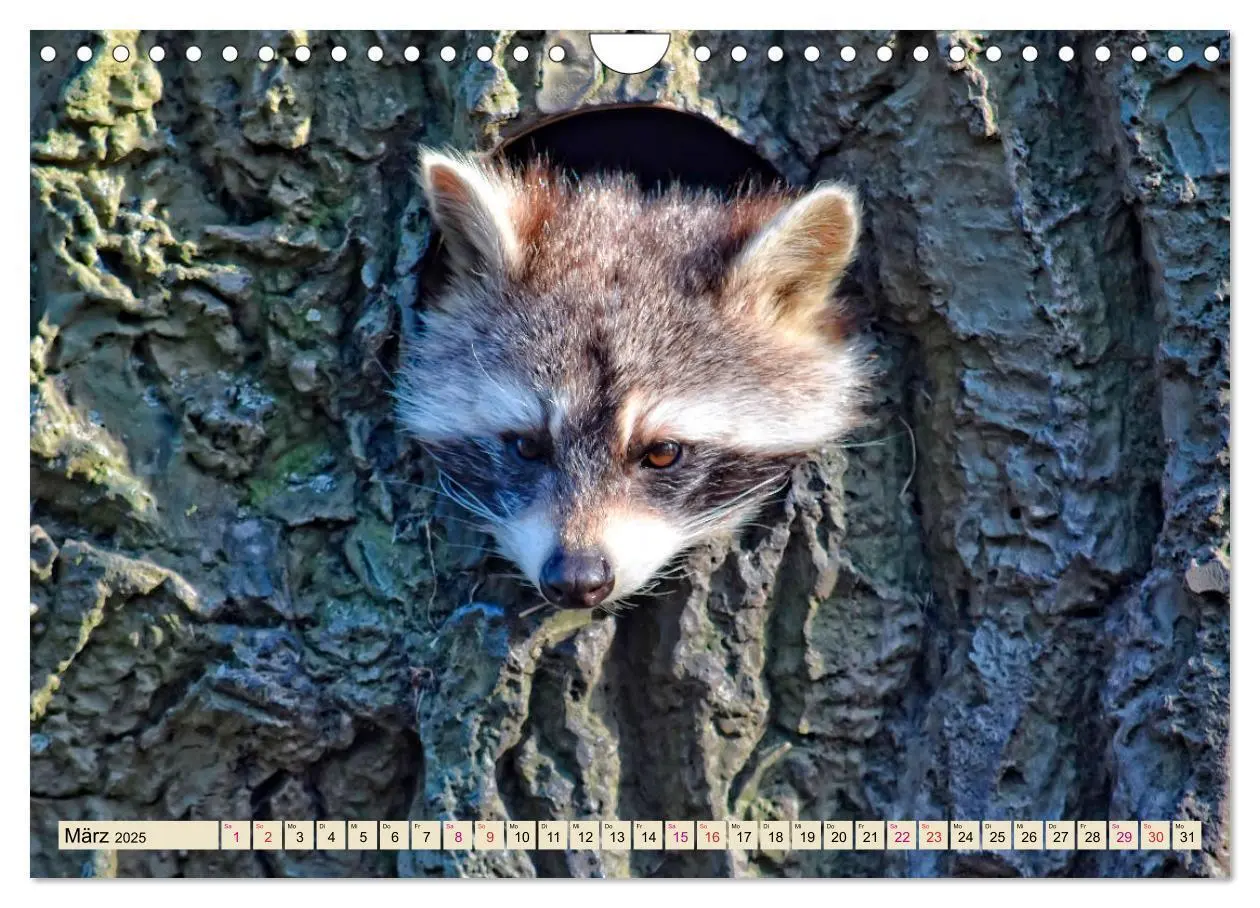 Bild: 9783435335220 | Waschbär - Niedlicher Allesfresser (Wandkalender 2025 DIN A4 quer),...