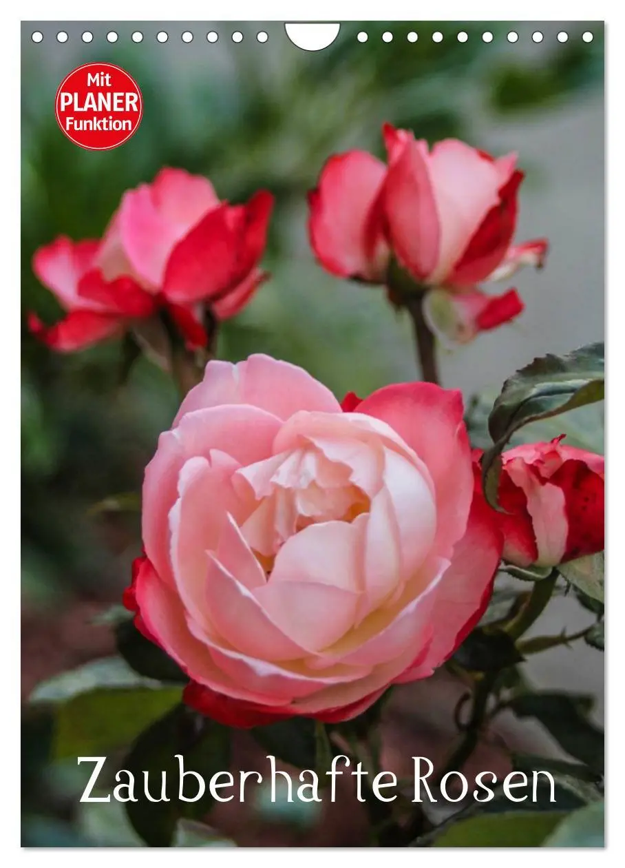 Cover: 9783516435320 | Zauberhafte Rosen (Wandkalender 2026 DIN A4 hoch), CALVENDO...