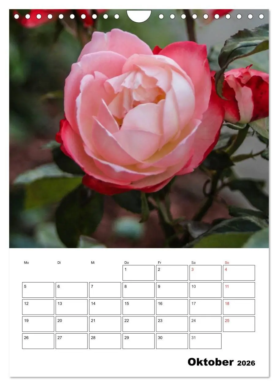 Bild: 9783516435320 | Zauberhafte Rosen (Wandkalender 2026 DIN A4 hoch), CALVENDO...
