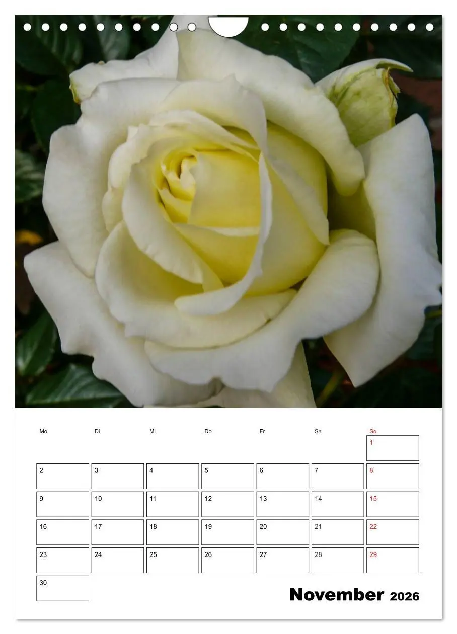 Bild: 9783516435320 | Zauberhafte Rosen (Wandkalender 2026 DIN A4 hoch), CALVENDO...