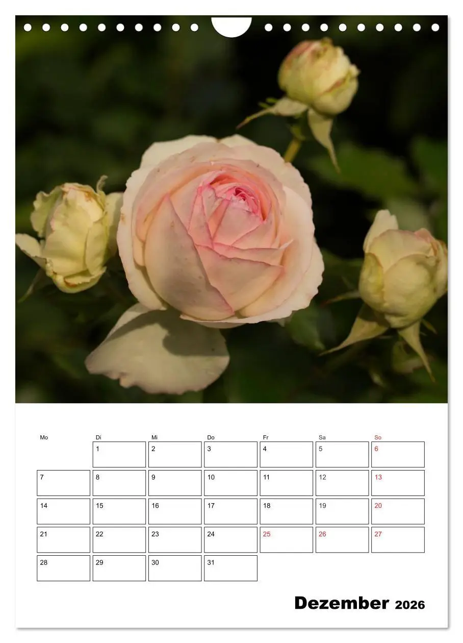Bild: 9783516435320 | Zauberhafte Rosen (Wandkalender 2026 DIN A4 hoch), CALVENDO...