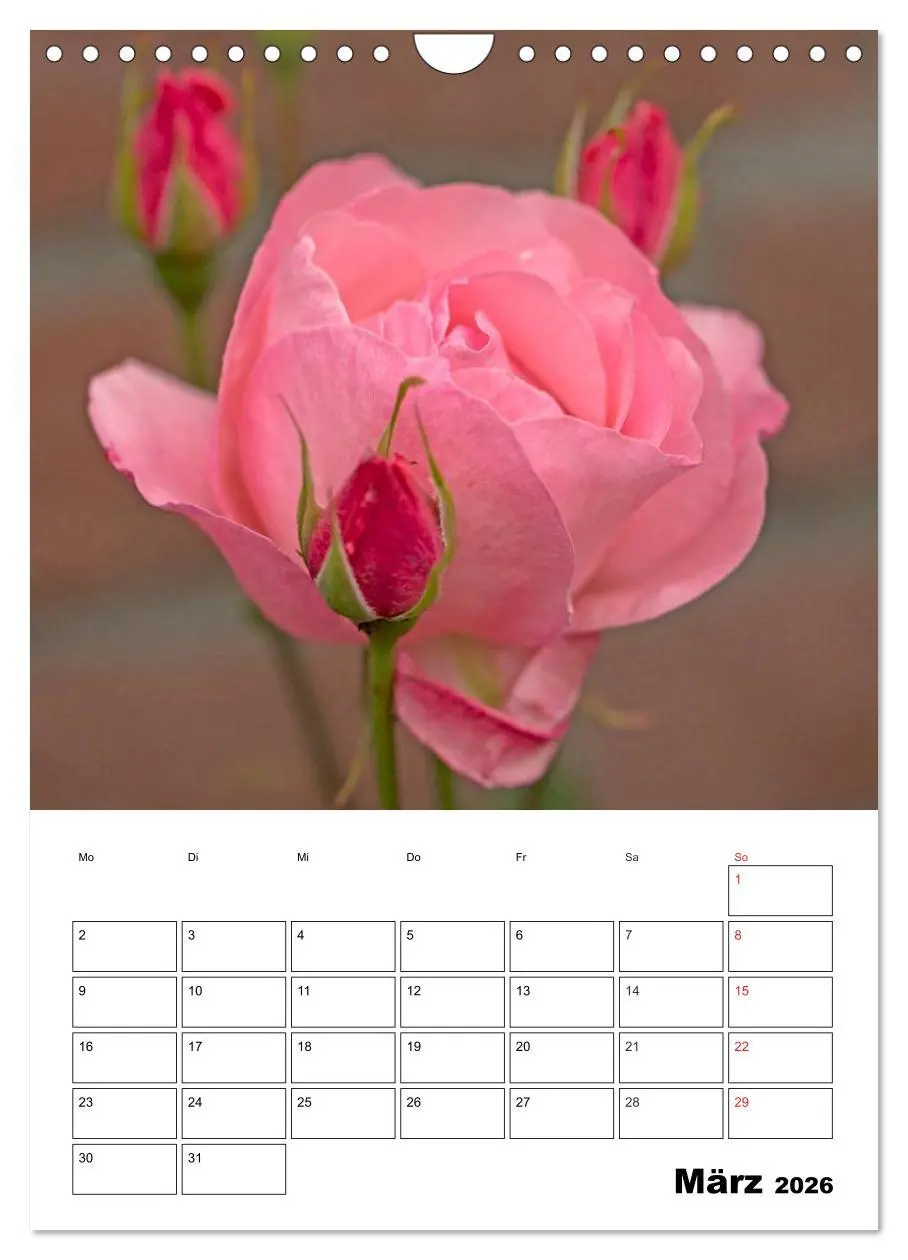 Bild: 9783516435320 | Zauberhafte Rosen (Wandkalender 2026 DIN A4 hoch), CALVENDO...