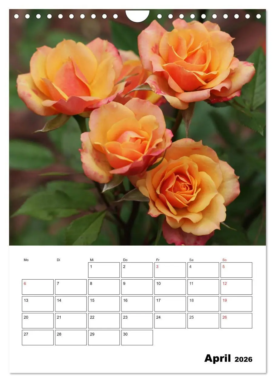 Bild: 9783516435320 | Zauberhafte Rosen (Wandkalender 2026 DIN A4 hoch), CALVENDO...