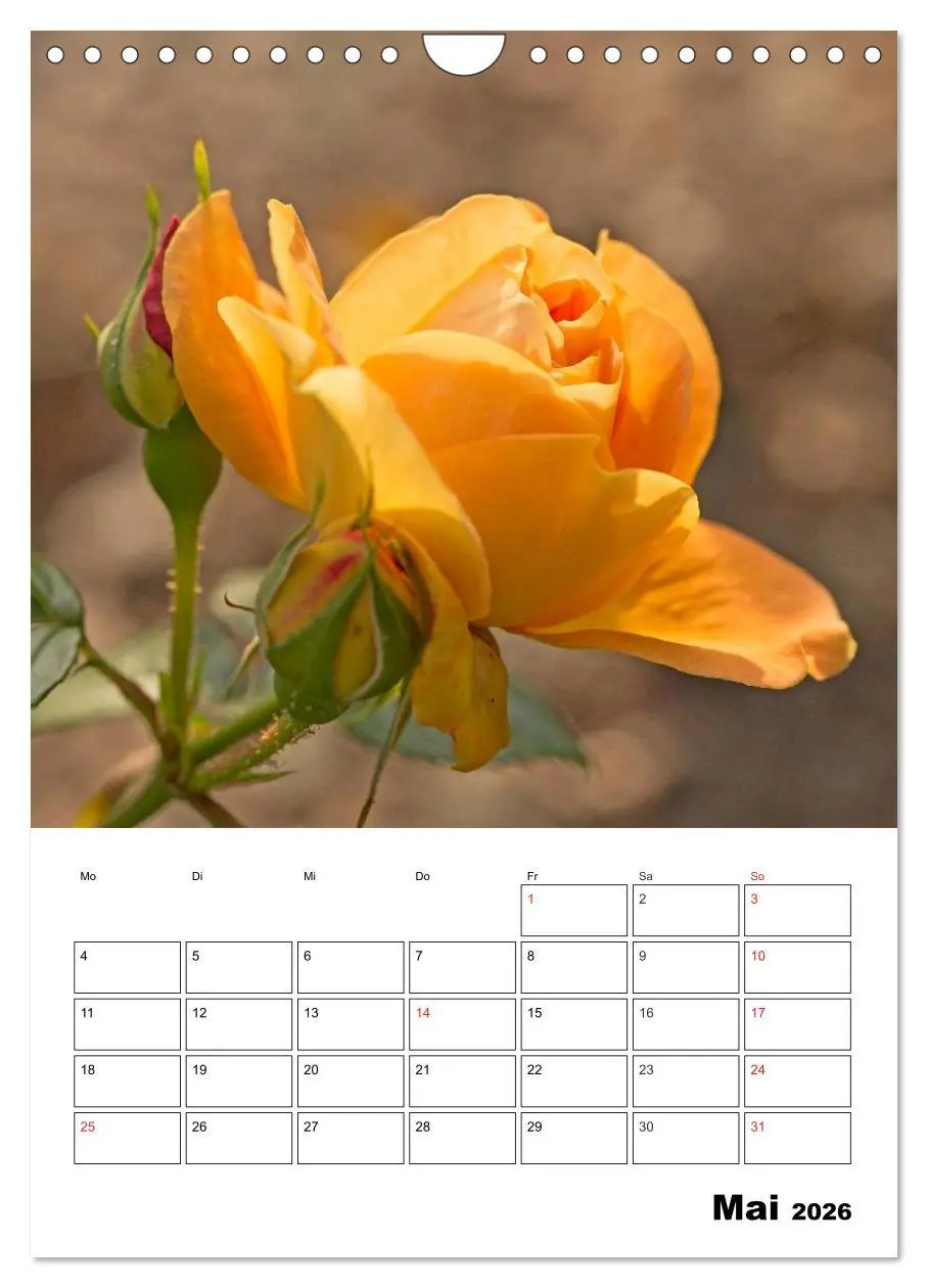 Bild: 9783516435320 | Zauberhafte Rosen (Wandkalender 2026 DIN A4 hoch), CALVENDO...