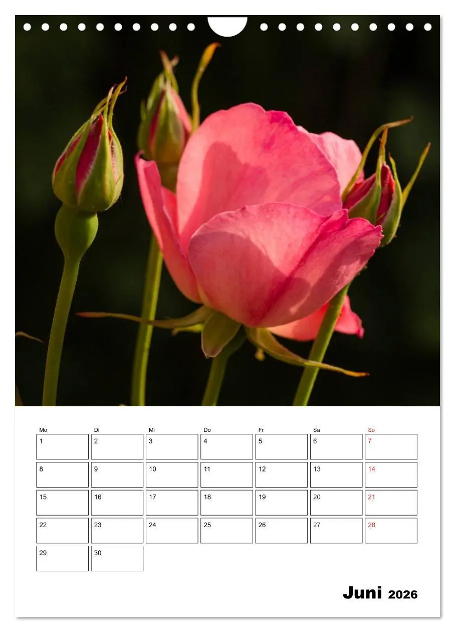 Bild: 9783516435320 | Zauberhafte Rosen (Wandkalender 2026 DIN A4 hoch), CALVENDO...
