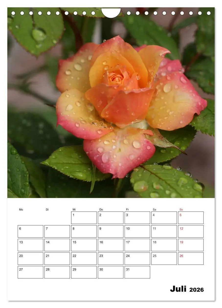 Bild: 9783516435320 | Zauberhafte Rosen (Wandkalender 2026 DIN A4 hoch), CALVENDO...