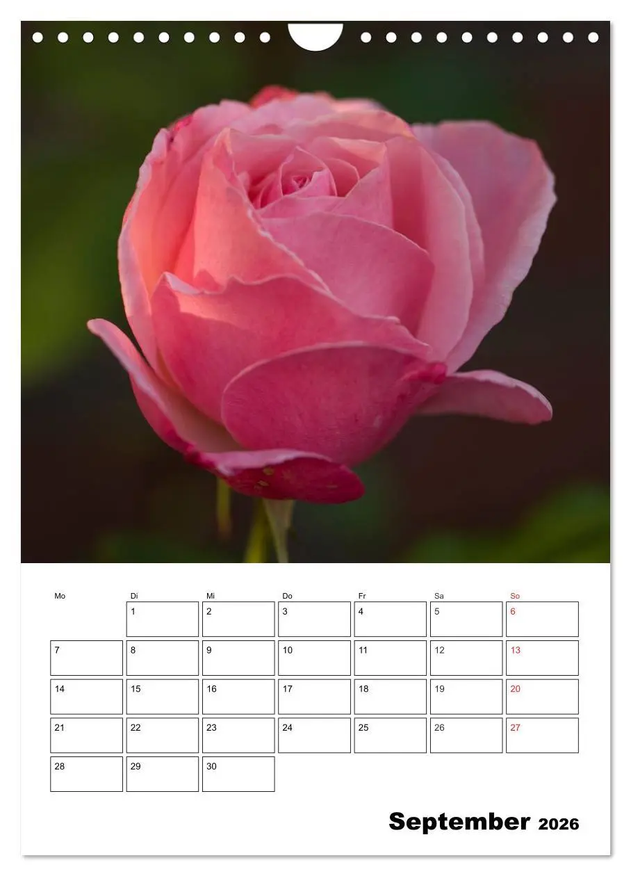 Bild: 9783516435320 | Zauberhafte Rosen (Wandkalender 2026 DIN A4 hoch), CALVENDO...