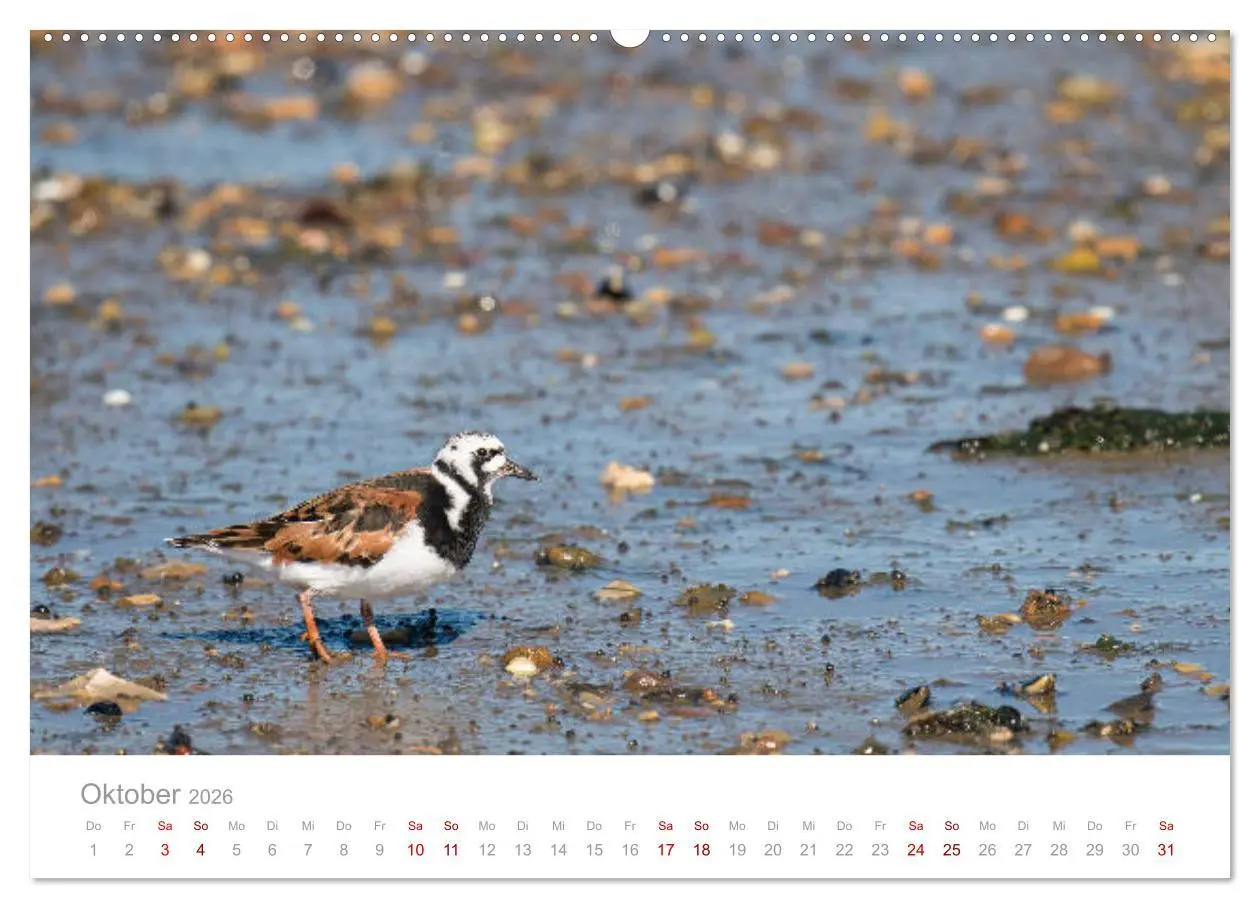 Bild: 9783457645420 | Limikolen - Watvögel an Nord- und Ostseeküste (Wandkalender 2026...