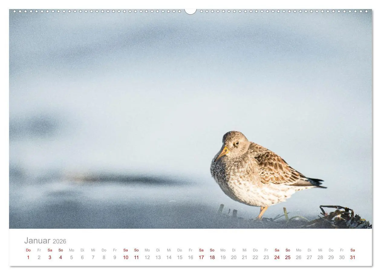 Bild: 9783457645420 | Limikolen - Watvögel an Nord- und Ostseeküste (Wandkalender 2026...