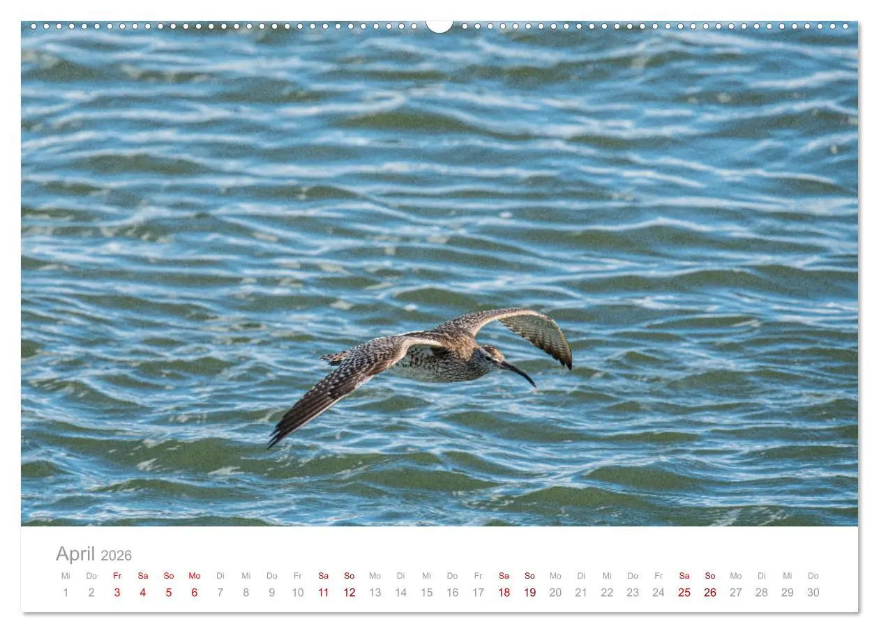Bild: 9783457645420 | Limikolen - Watvögel an Nord- und Ostseeküste (Wandkalender 2026...
