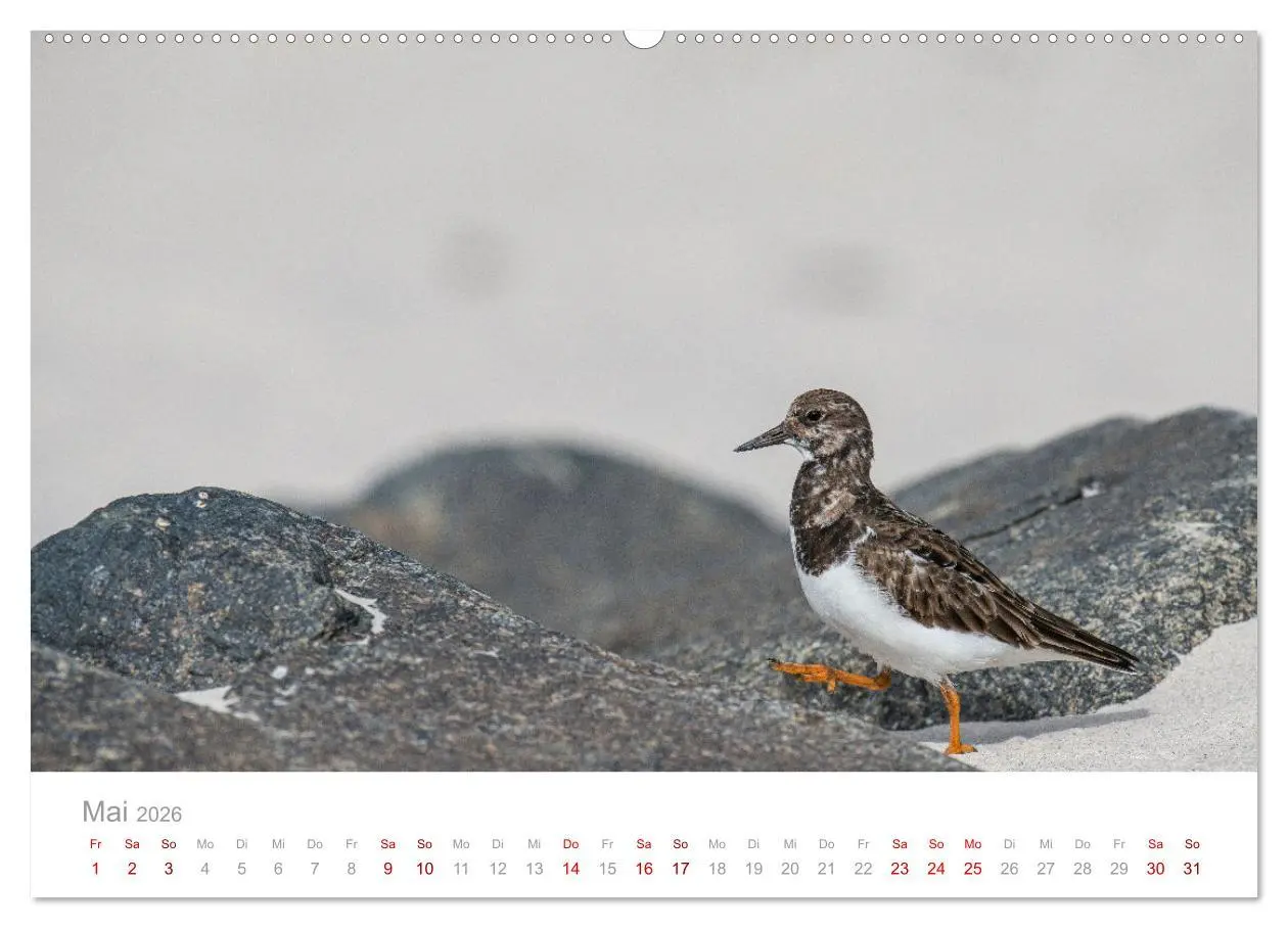 Bild: 9783457645420 | Limikolen - Watvögel an Nord- und Ostseeküste (Wandkalender 2026...