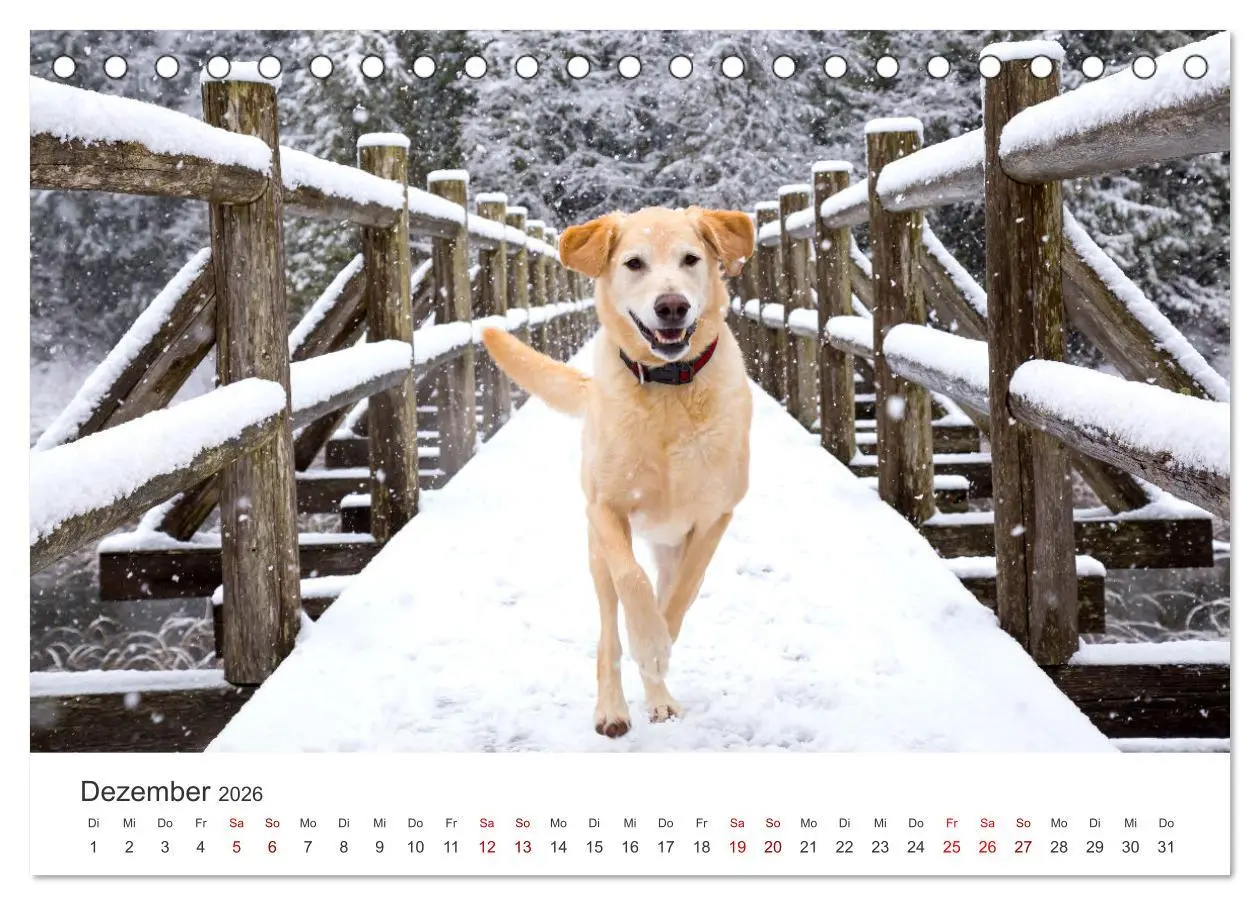 Bild: 9783457565520 | Golden Retriever - Die treuen Begleiter. (Tischkalender 2026 DIN A5...