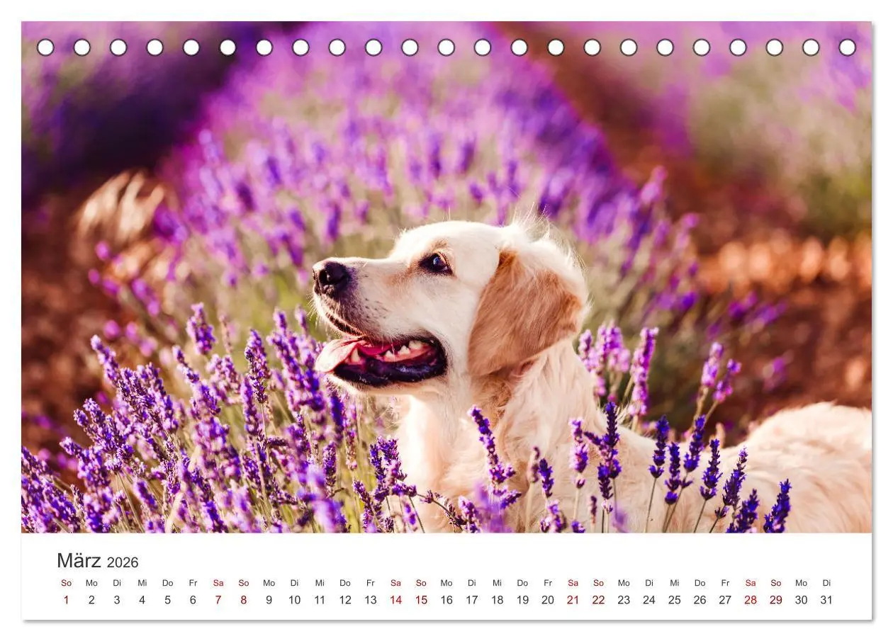 Bild: 9783457565520 | Golden Retriever - Die treuen Begleiter. (Tischkalender 2026 DIN A5...