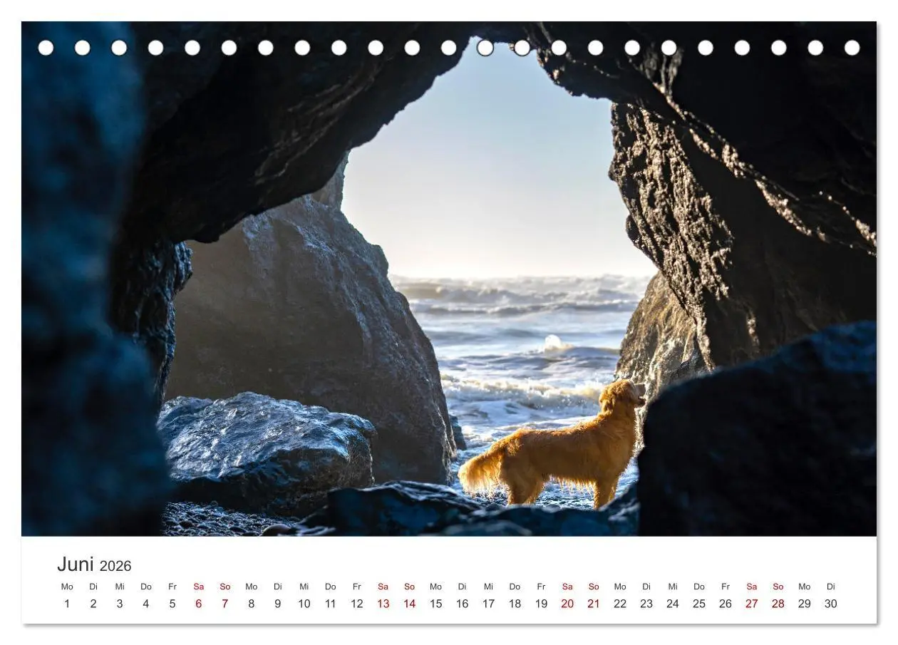 Bild: 9783457565520 | Golden Retriever - Die treuen Begleiter. (Tischkalender 2026 DIN A5...