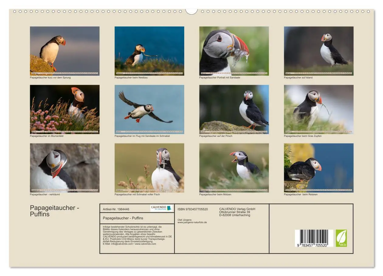 Bild: 9783457705520 | Papageitaucher - Puffins (hochwertiger Premium Wandkalender 2026...