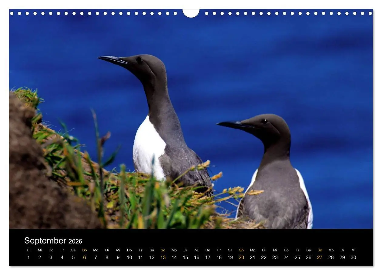 Bild: 9783516035520 | Wales Pembrokeshire - Natur im Fokus- (Wandkalender 2026 DIN A3...