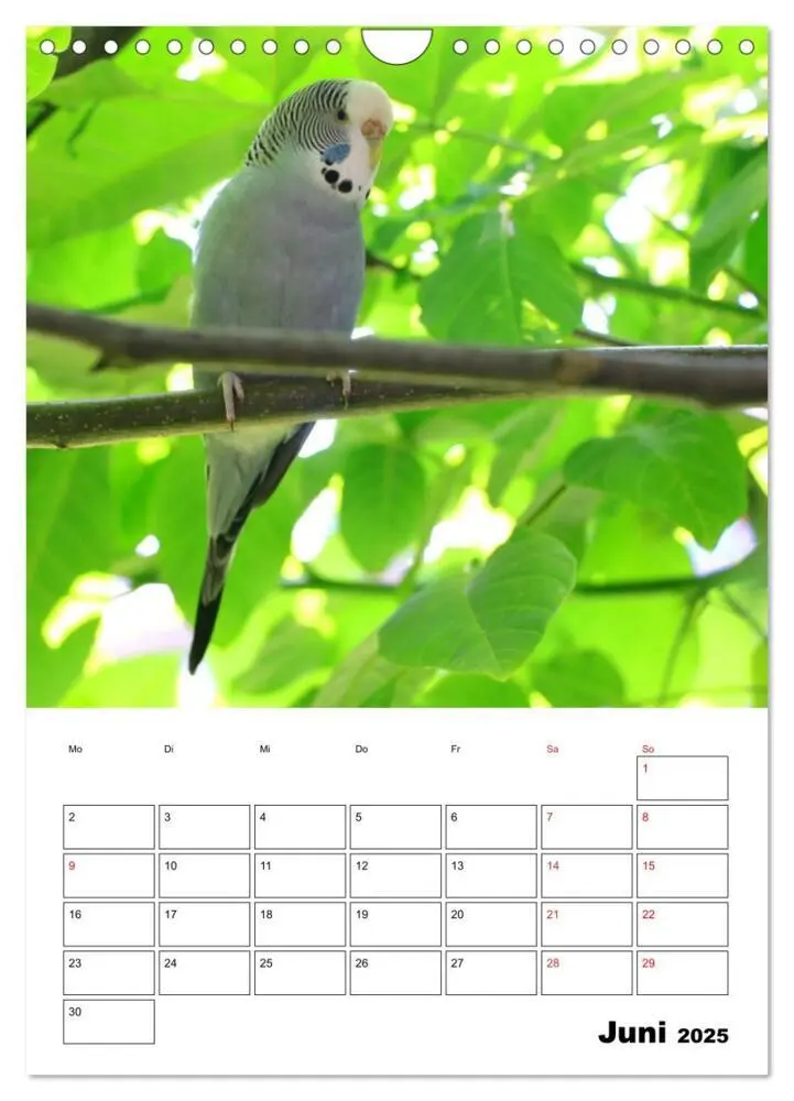 Bild: 9783435915620 | Wellensittichkalender Jubiläumsedition - 10 Jahre...