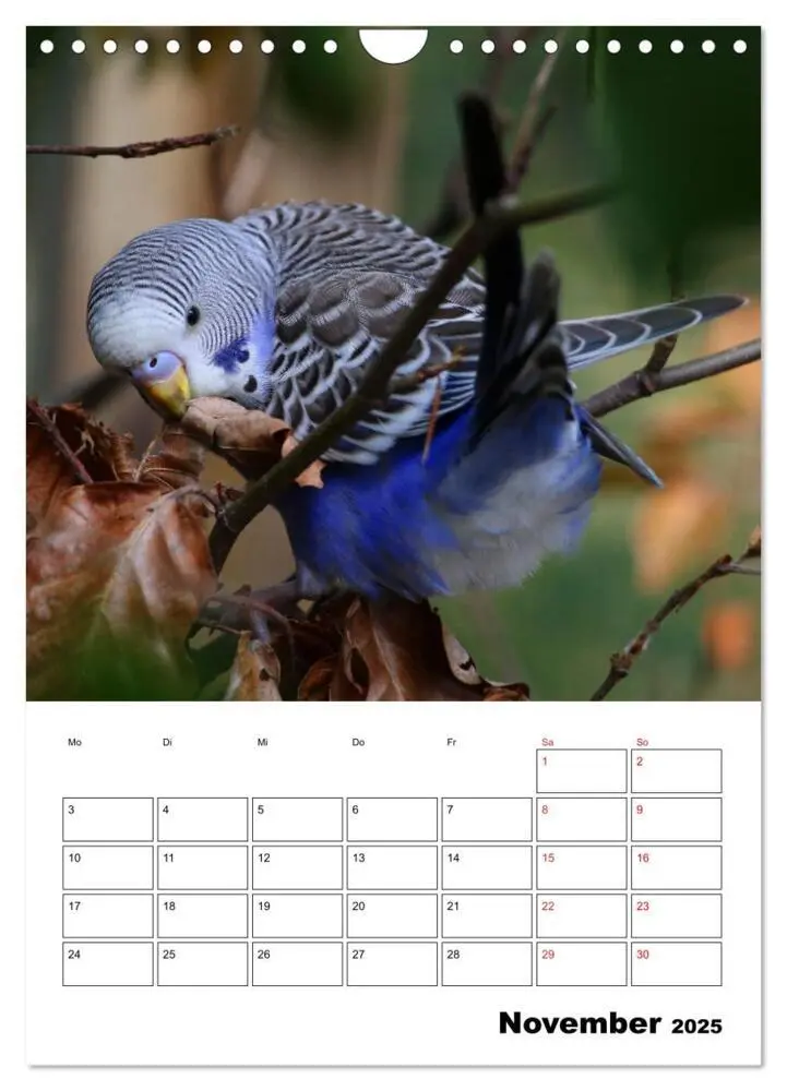 Bild: 9783435915620 | Wellensittichkalender Jubiläumsedition - 10 Jahre...