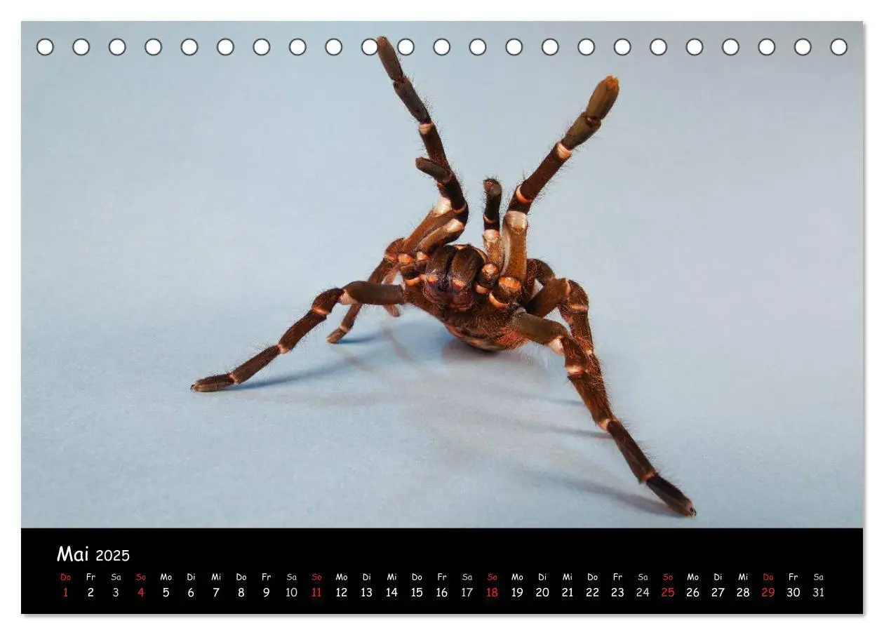 Bild: 9783435525720 | Mystische Vogelspinnen (Tischkalender 2025 DIN A5 quer), CALVENDO...