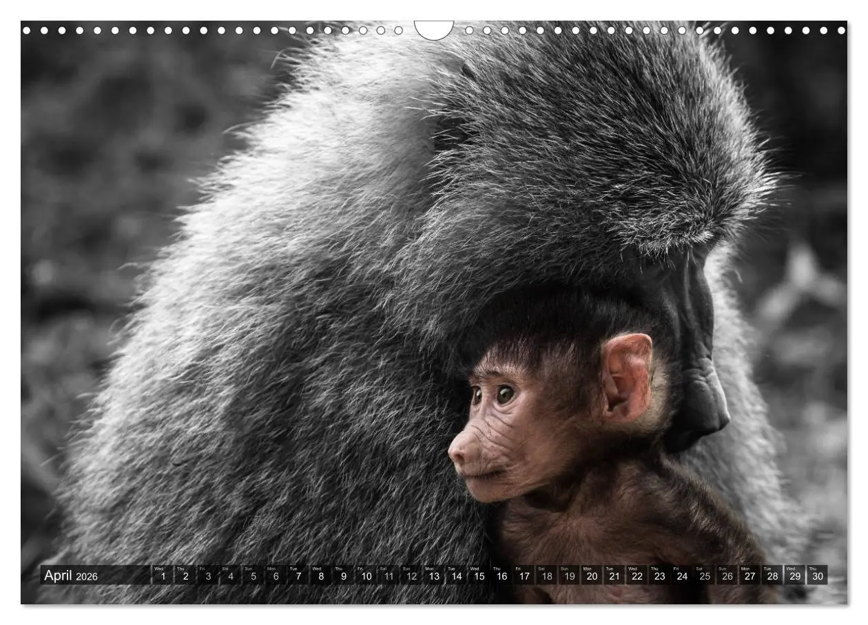 Bild: 9783516565720 | tanzania fine art (Wall Calendar 2026 DIN A3 landscape), CALVENDO...