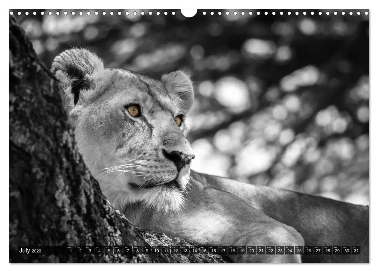 Bild: 9783516565720 | tanzania fine art (Wall Calendar 2026 DIN A3 landscape), CALVENDO...