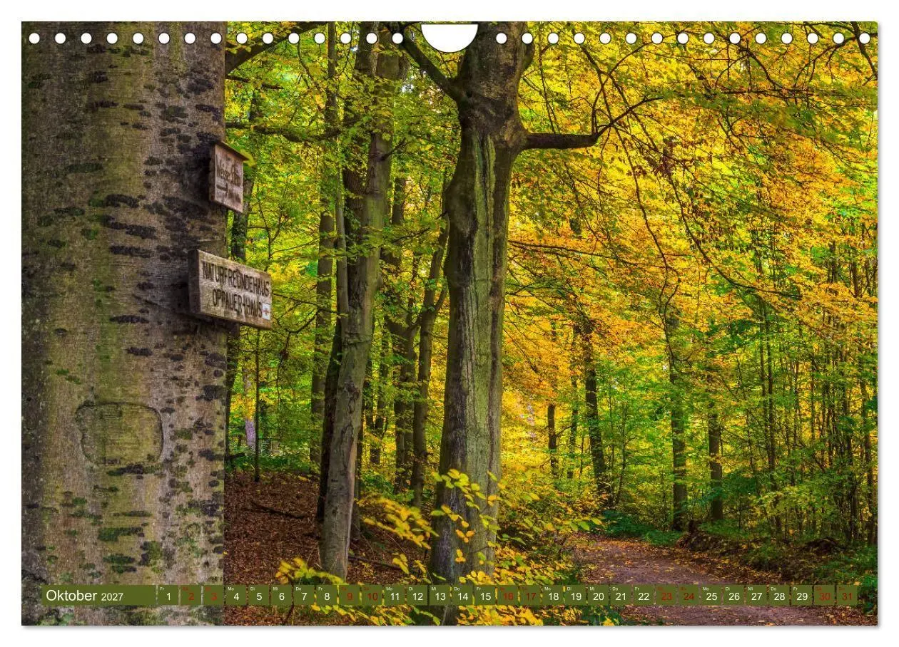Bild: 9783569585720 | Augenschmaus Pfälzer Wald (Wandkalender 2027 DIN A4 quer), CALVENDO...