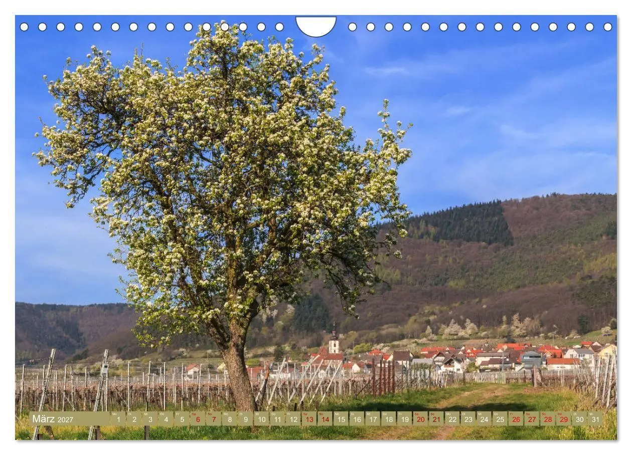 Bild: 9783569585720 | Augenschmaus Pfälzer Wald (Wandkalender 2027 DIN A4 quer), CALVENDO...