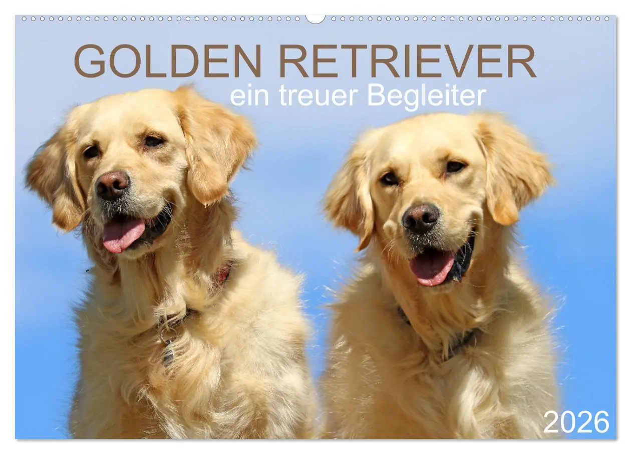 Cover: 9783516005820 | Golden Retriever ein treuer Begleiter (Wandkalender 2026 DIN A2...