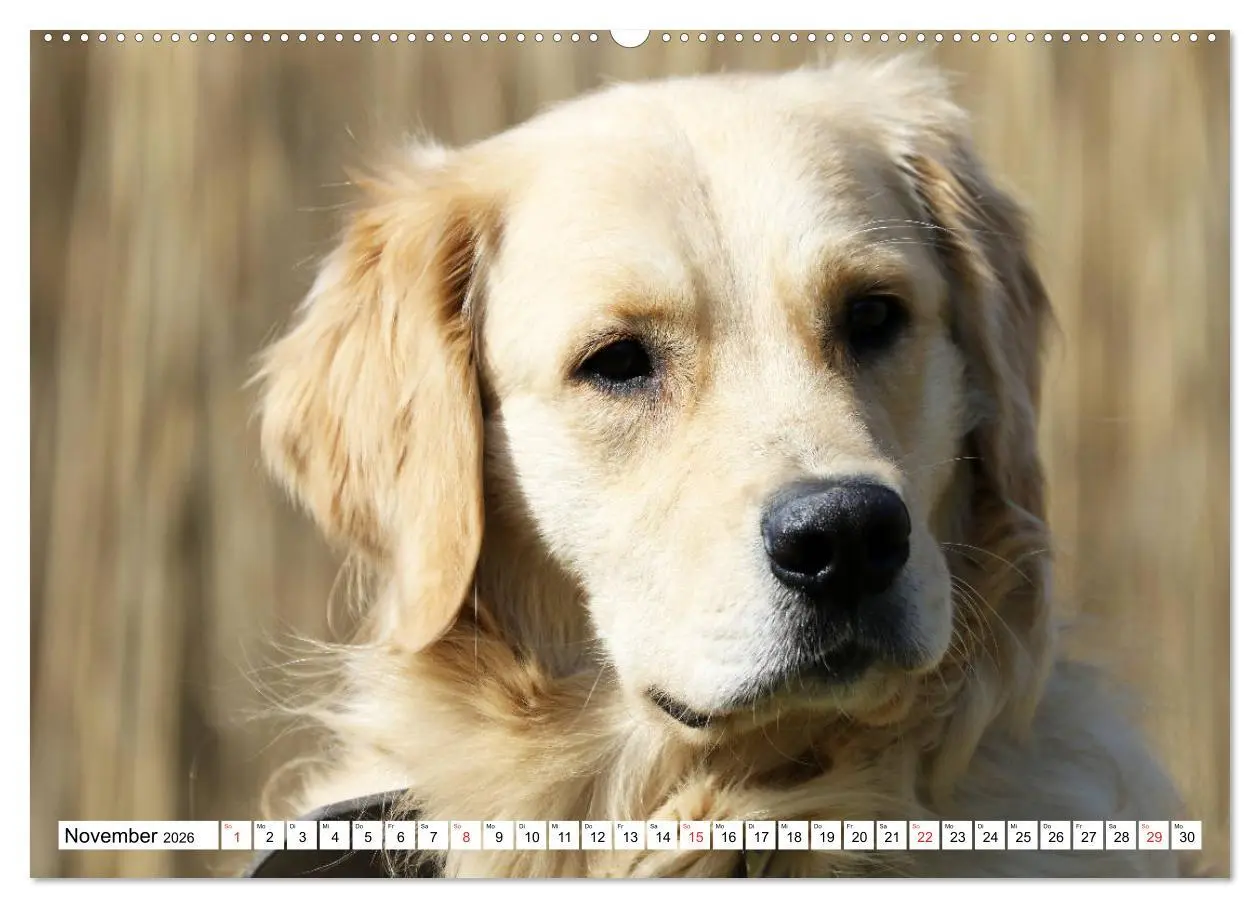 Bild: 9783516005820 | Golden Retriever ein treuer Begleiter (Wandkalender 2026 DIN A2...