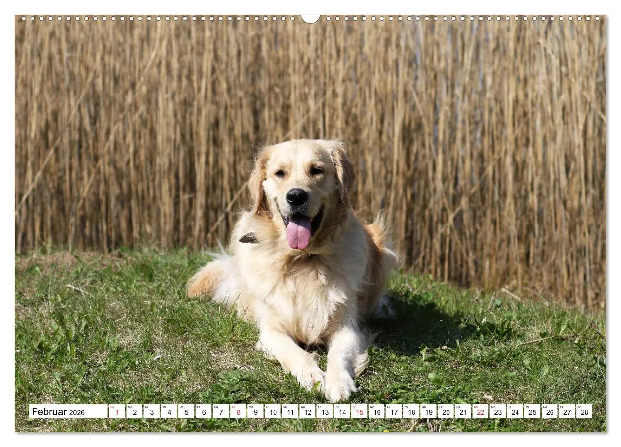 Bild: 9783516005820 | Golden Retriever ein treuer Begleiter (Wandkalender 2026 DIN A2...