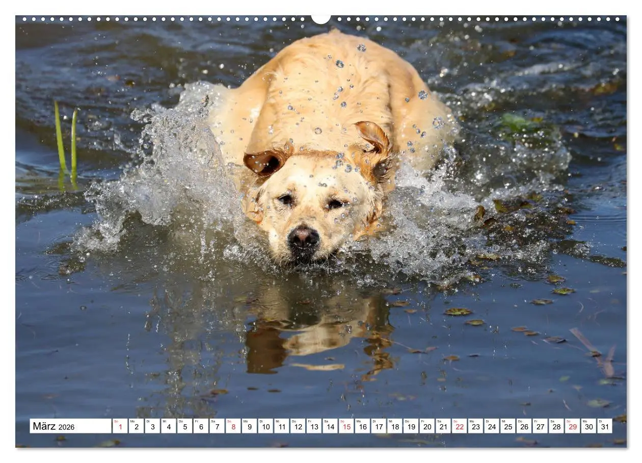 Bild: 9783516005820 | Golden Retriever ein treuer Begleiter (Wandkalender 2026 DIN A2...