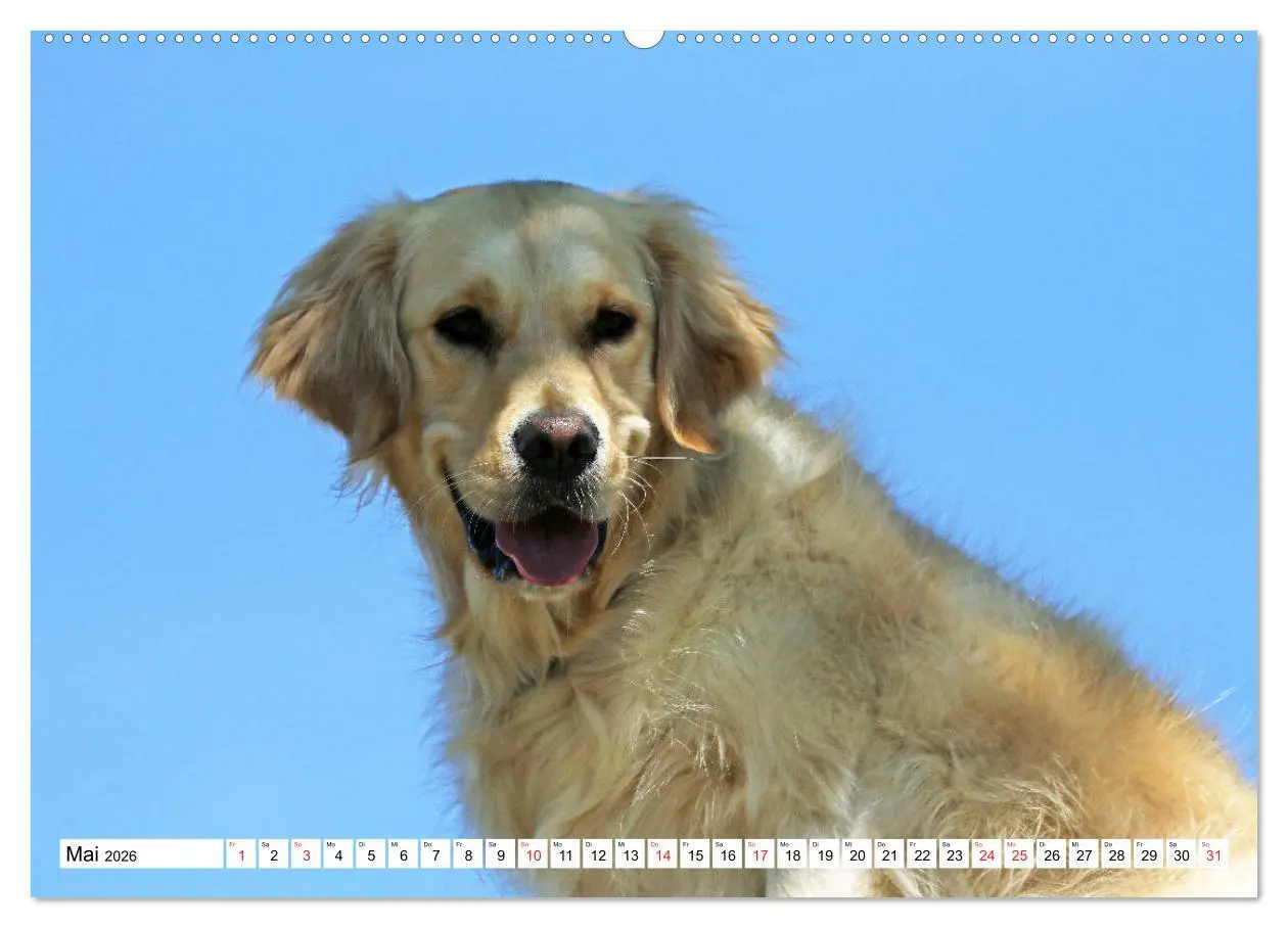 Bild: 9783516005820 | Golden Retriever ein treuer Begleiter (Wandkalender 2026 DIN A2...