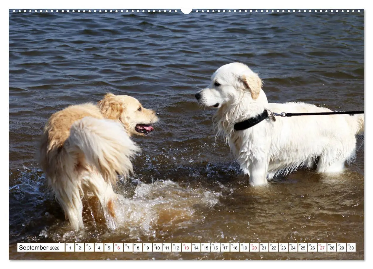 Bild: 9783516005820 | Golden Retriever ein treuer Begleiter (Wandkalender 2026 DIN A2...