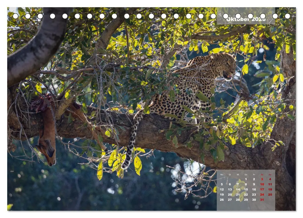 Bild: 9783457586020 | Auf Safari im Kruger National Park (Tischkalender 2026 DIN A5...
