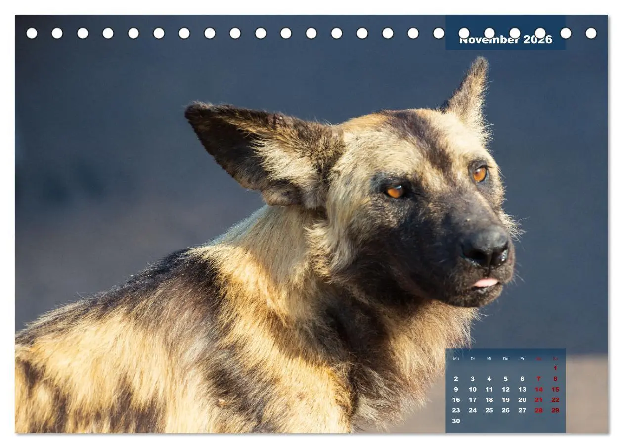 Bild: 9783457586020 | Auf Safari im Kruger National Park (Tischkalender 2026 DIN A5...
