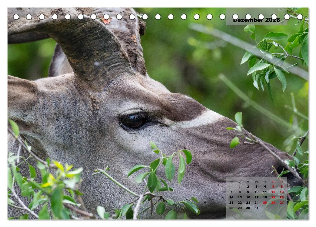 Bild: 9783457586020 | Auf Safari im Kruger National Park (Tischkalender 2026 DIN A5...