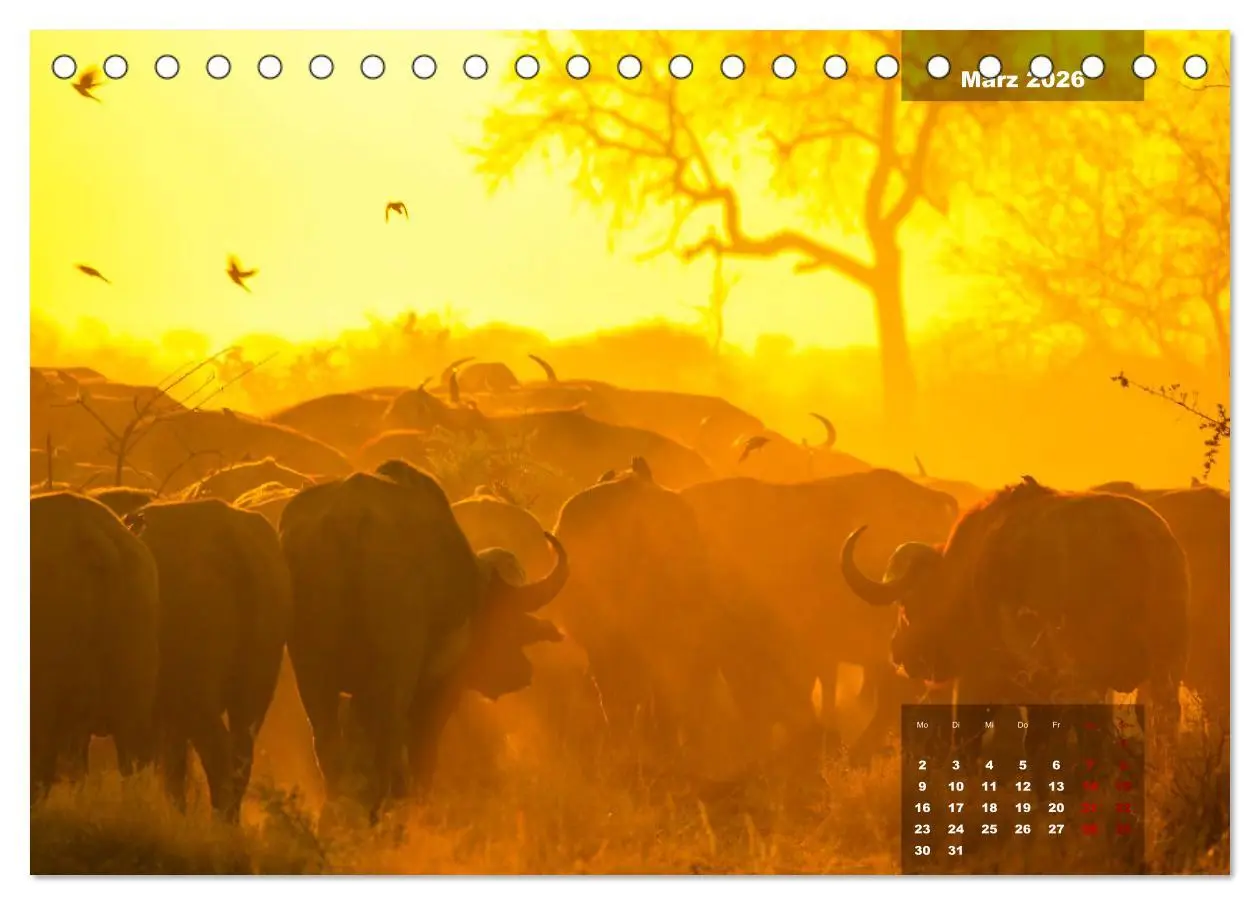 Bild: 9783457586020 | Auf Safari im Kruger National Park (Tischkalender 2026 DIN A5...