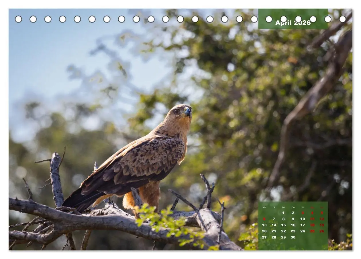 Bild: 9783457586020 | Auf Safari im Kruger National Park (Tischkalender 2026 DIN A5...