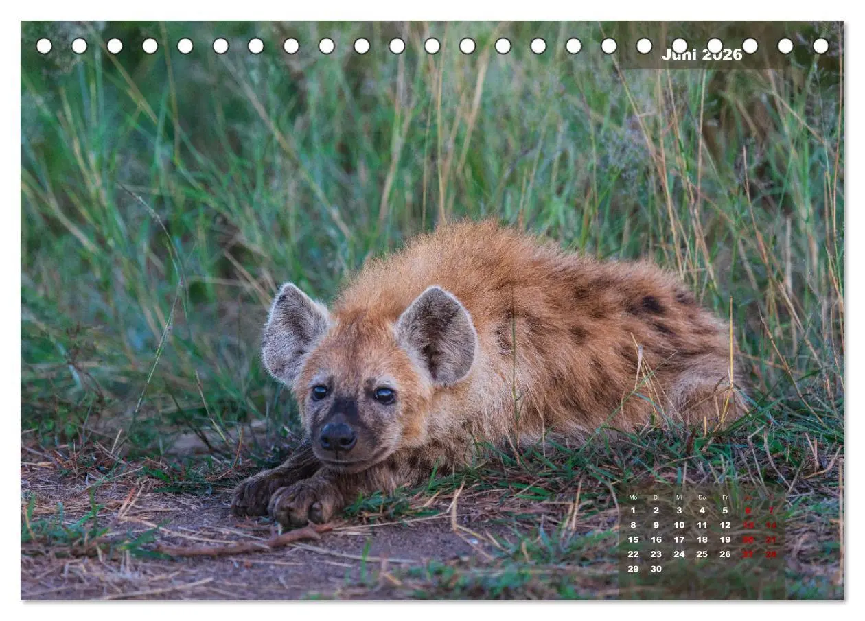 Bild: 9783457586020 | Auf Safari im Kruger National Park (Tischkalender 2026 DIN A5...
