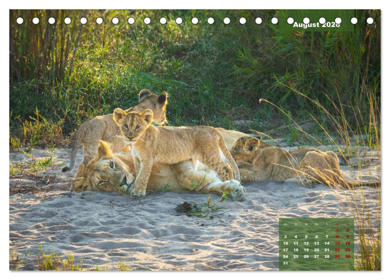 Bild: 9783457586020 | Auf Safari im Kruger National Park (Tischkalender 2026 DIN A5...