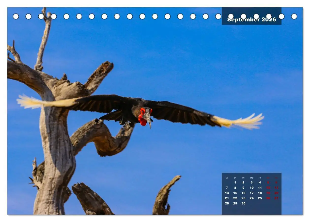 Bild: 9783457586020 | Auf Safari im Kruger National Park (Tischkalender 2026 DIN A5...