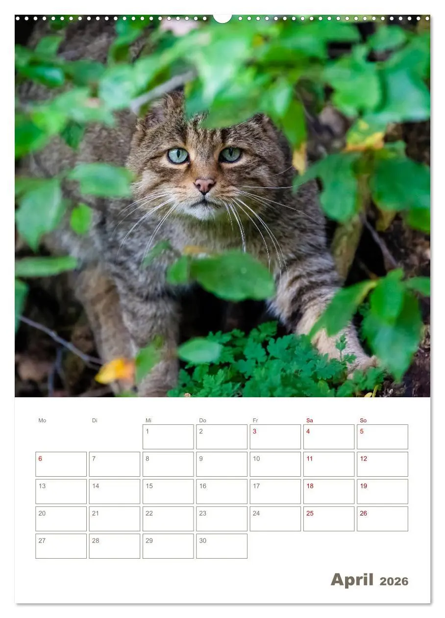 Bild: 9783516406320 | Europäische Wildkatzen - Jahresplaner (hochwertiger Premium...