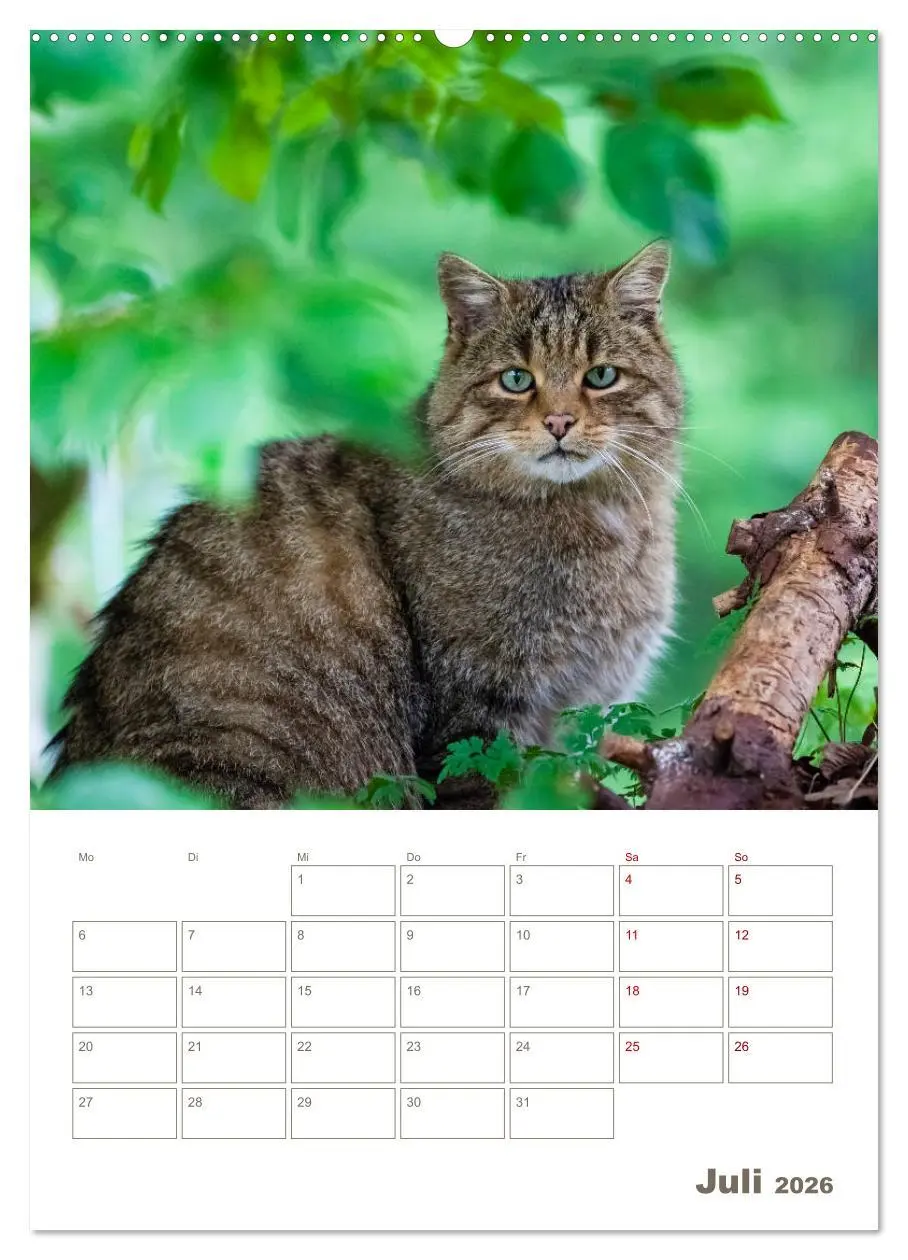 Bild: 9783516406320 | Europäische Wildkatzen - Jahresplaner (hochwertiger Premium...