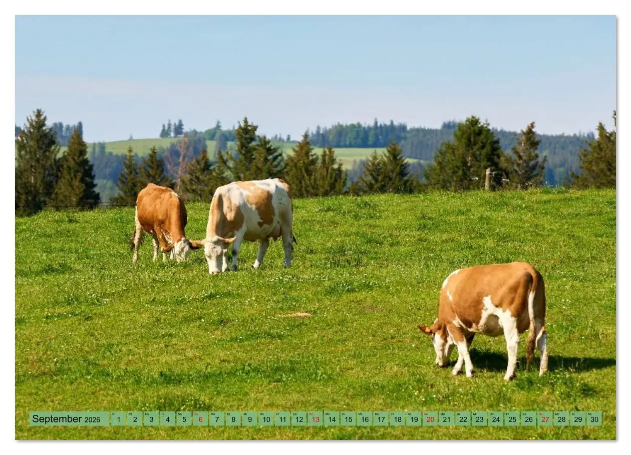 Bild: 9783516626520 | Voll kuhl - der Kuhkalender mit Kühen aus dem Allgäu (Wandkalender...