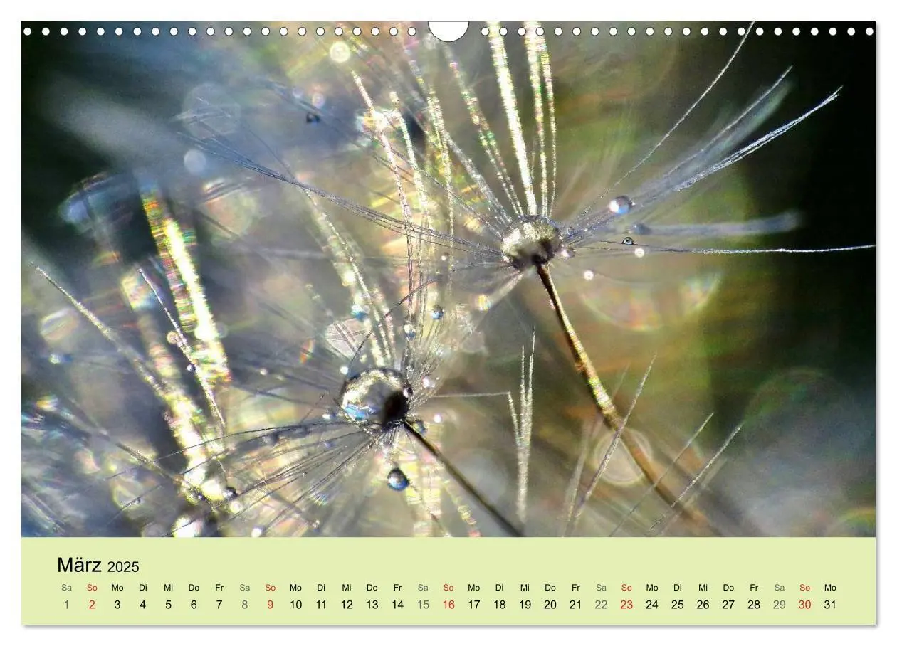 Bild: 9783435746620 | Naturjuwel Pusteblume (Wandkalender 2025 DIN A3 quer), CALVENDO...