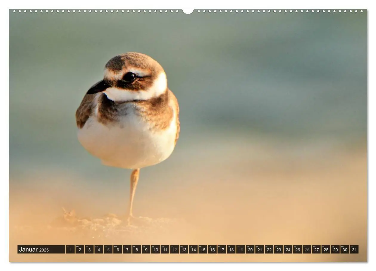 Bild: 9783435806720 | VÖGEL (Wandkalender 2025 DIN A2 quer), CALVENDO Monatskalender | 2025