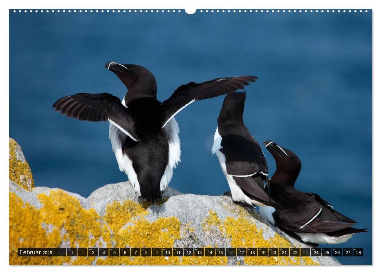 Bild: 9783435806720 | VÖGEL (Wandkalender 2025 DIN A2 quer), CALVENDO Monatskalender | 2025