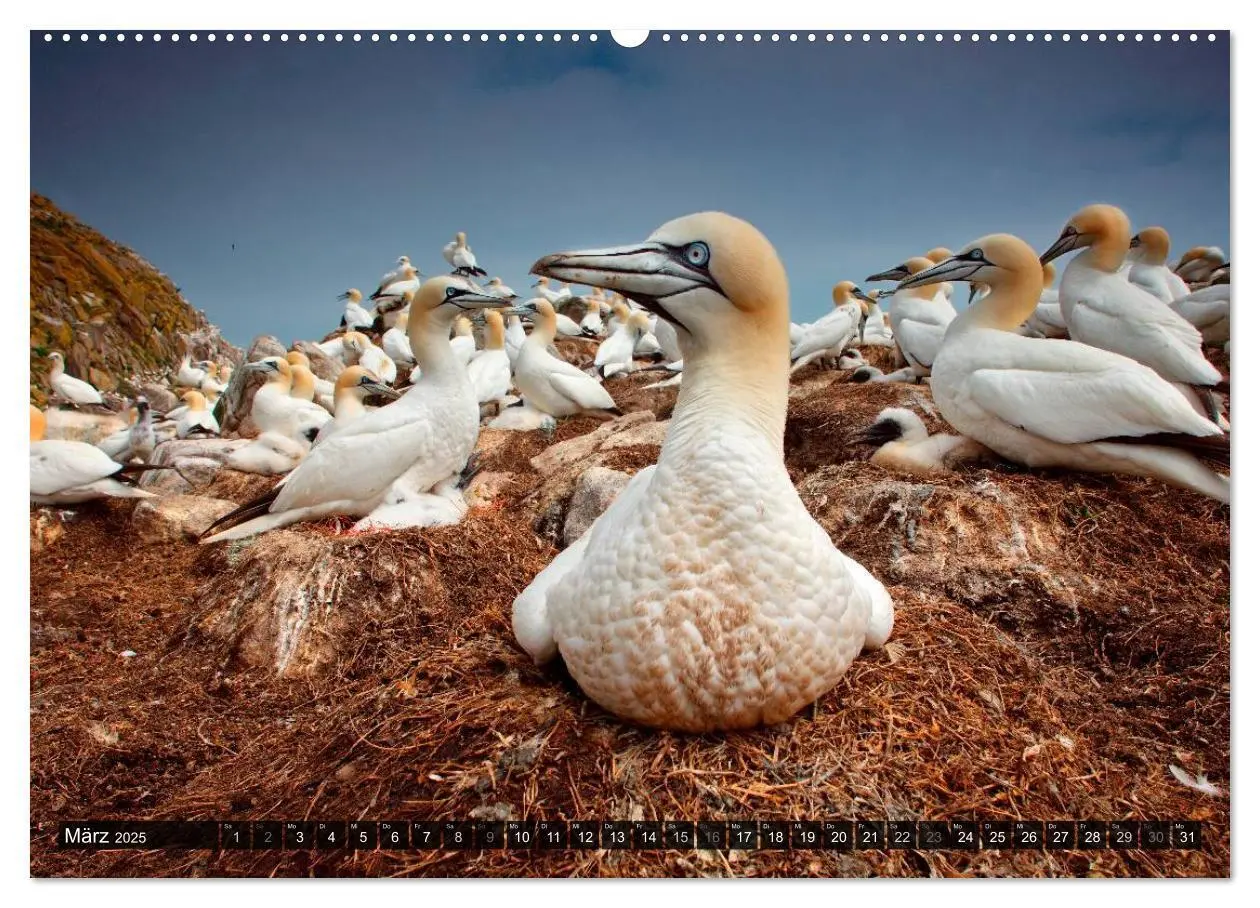 Bild: 9783435806720 | VÖGEL (Wandkalender 2025 DIN A2 quer), CALVENDO Monatskalender | 2025